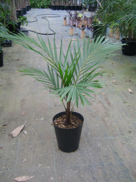 ディプシス テディベアパーム(Dypsis lastelliana)詳細 観葉植物  