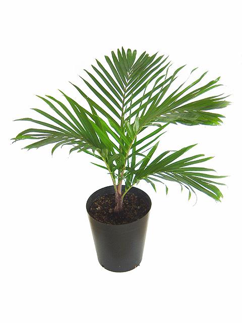 ディプシス テディベアパーム(Dypsis lastelliana)詳細 観葉植物  